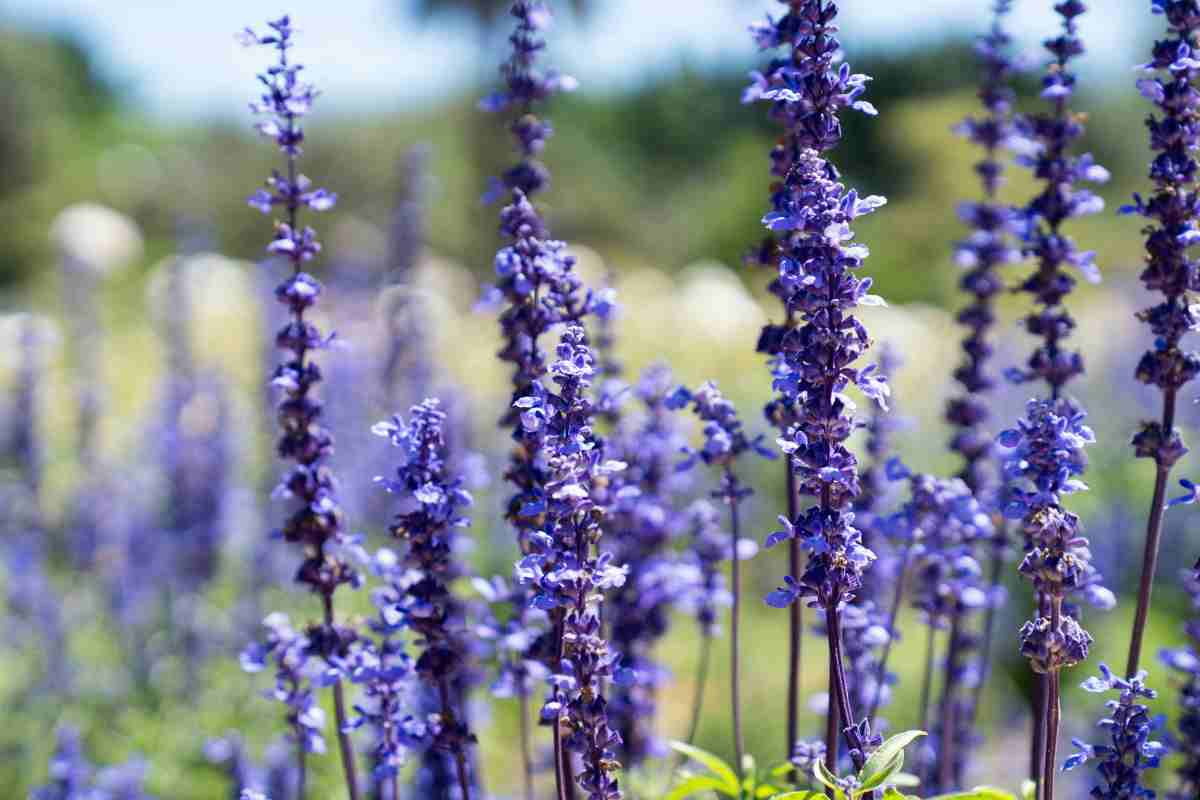 L'incredibile metodo "del sacco" che profuma i capi in lavatrice