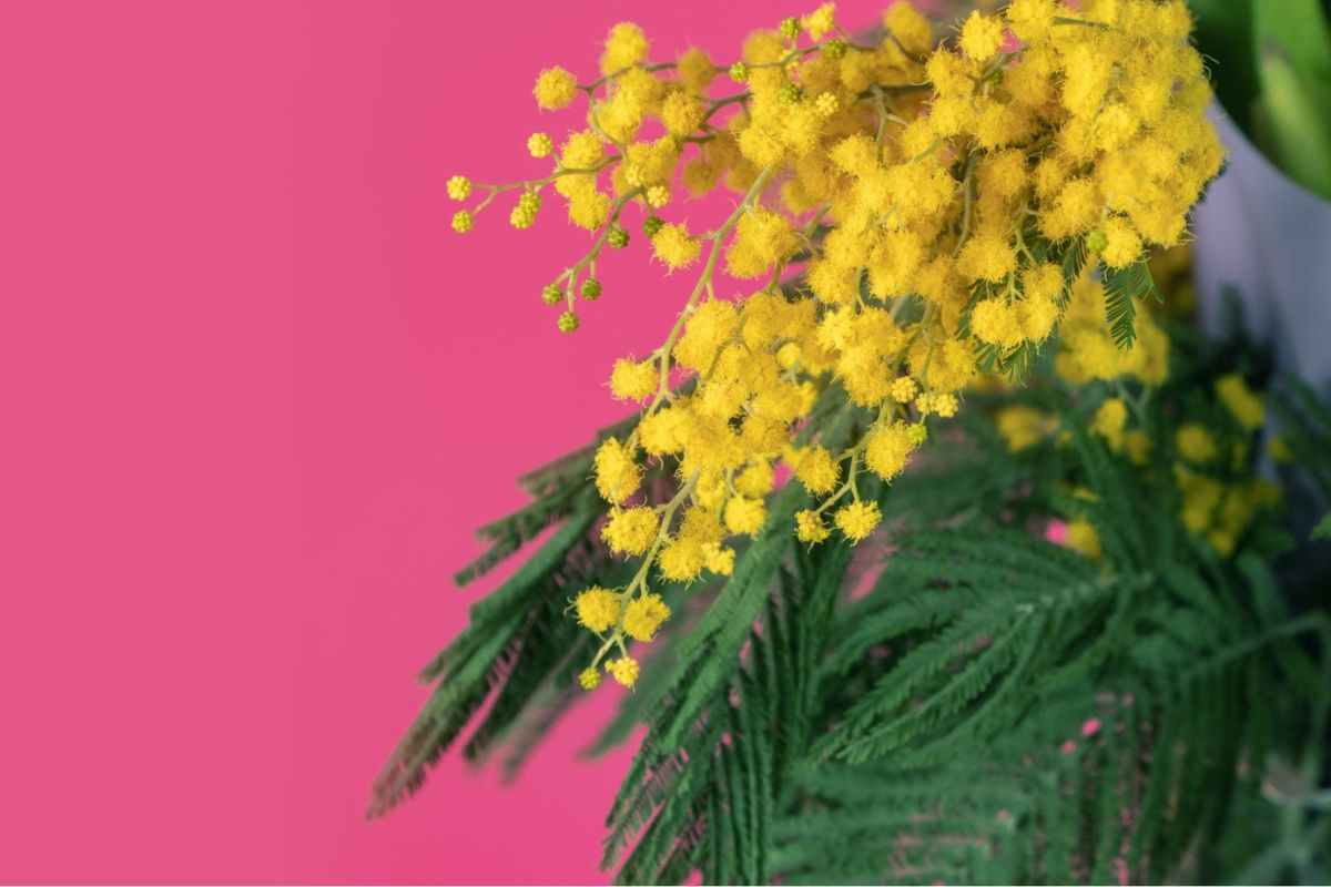 Frasi e poesie festa della donna